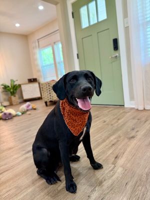 Tessa May Black Lab Beauty thumbnail 10