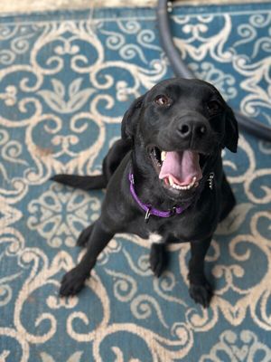Tessa May Black Lab Beauty thumbnail 5