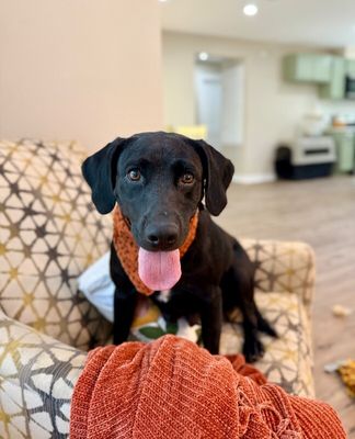 Tessa May Black Lab Beauty thumbnail 19