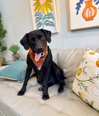 Tessa May Black Lab Beauty thumbnail 1