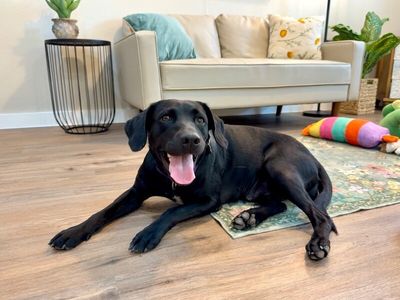Tessa May Black Lab Beauty thumbnail 12