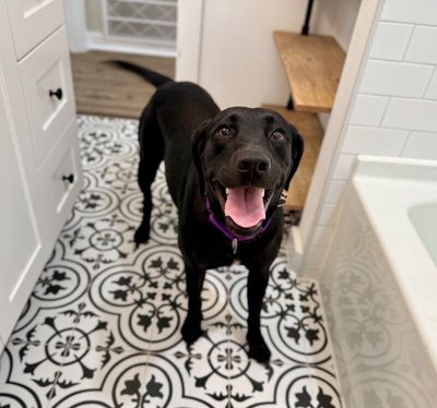 Tessa May Black Lab Beauty thumbnail 13