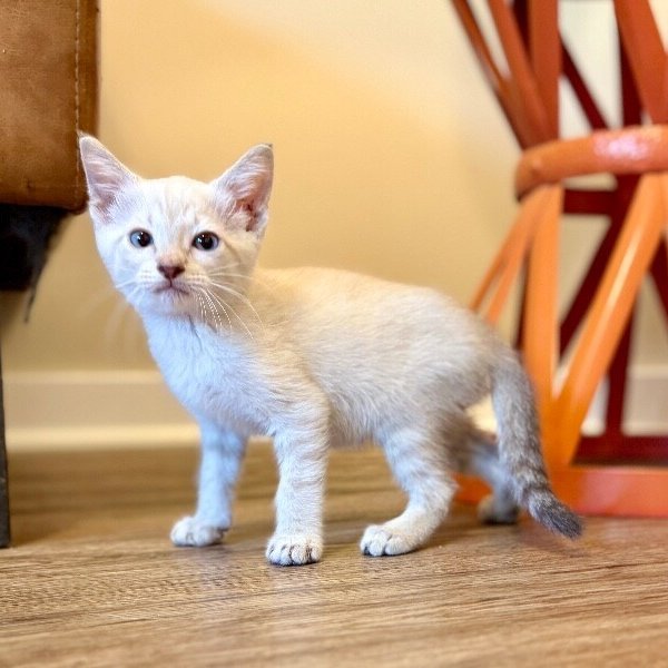 Alayna Alpine Amour, a Siamese Cat cat