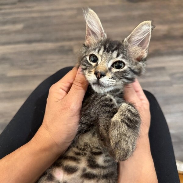 Buttons Cozy, a Tabby cat available for adoption