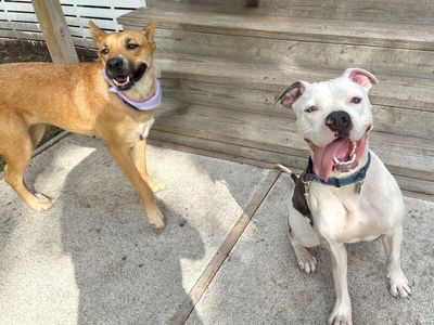 Penelope Pookie Smiles thumbnail 6