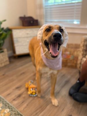 Penelope Pookie Smiles thumbnail 3