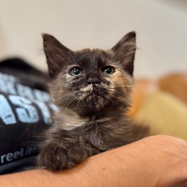 Mittens Cozy, a Tortoiseshell cat