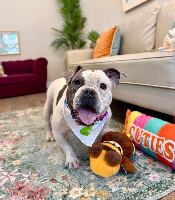 Siggy Smalls Certified Chunk - Photo 1