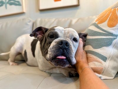 Siggy Smalls Certified Chunk thumbnail 9