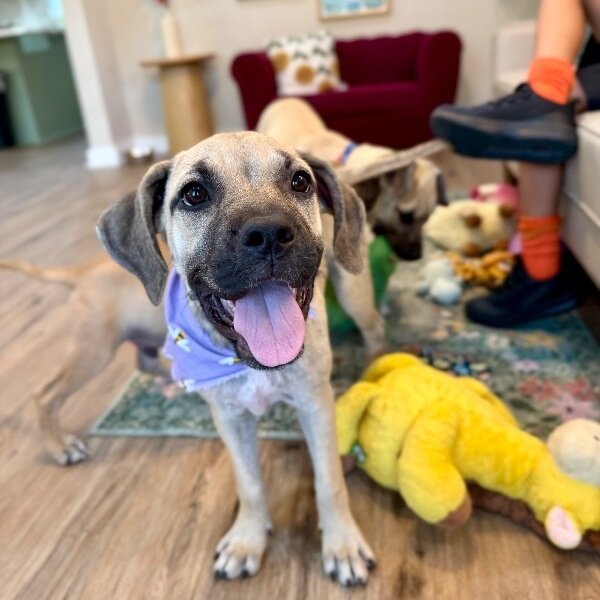 Liza Minnelli Star Of The Show, a Black Mouth Cur dog