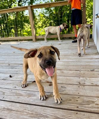 Elton John Chunk Of Love thumbnail 13