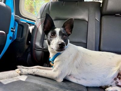 Louie Long Legs thumbnail 3