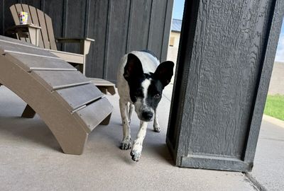 Louie Long Legs thumbnail 7