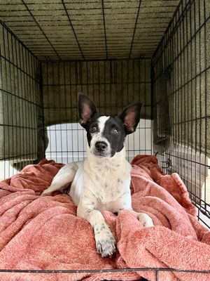 Louie Long Legs thumbnail 4