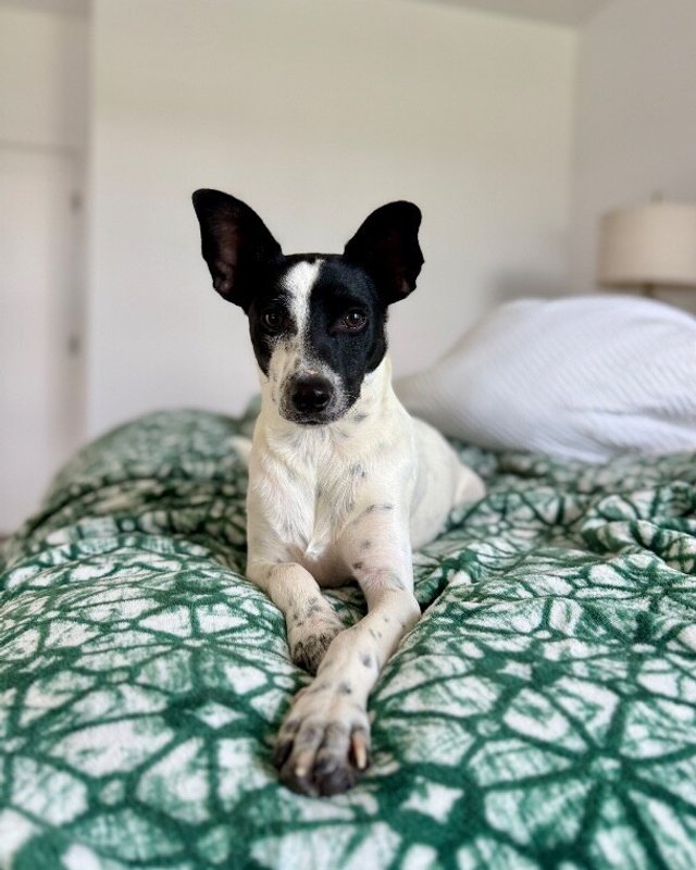 Louie Long Legs - Photo 1