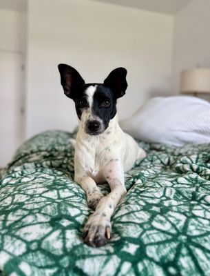 Louie Long Legs thumbnail 1
