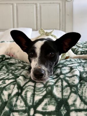 Louie Long Legs thumbnail 6