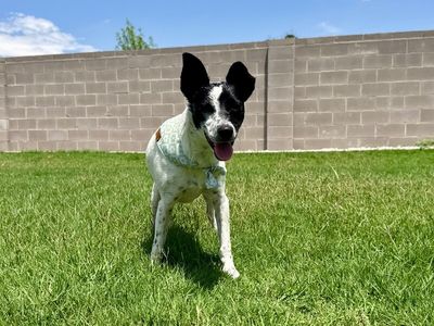 Louie Long Legs thumbnail 5