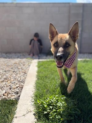 Joy the Bestest Boy thumbnail 6