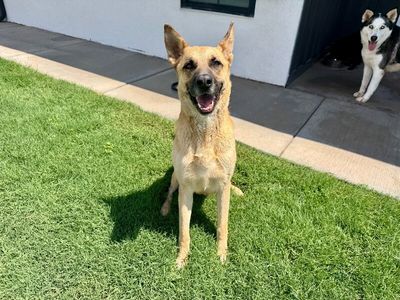 Joy the Bestest Boy thumbnail 3
