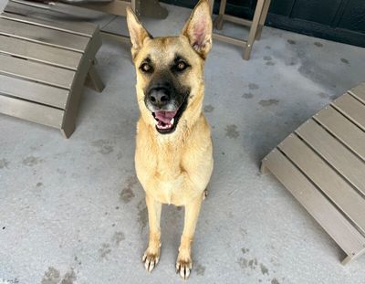 Joy the Bestest Boy thumbnail 7