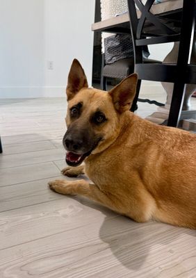 Joy the Bestest Boy thumbnail 13