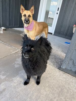 Joy the Bestest Boy thumbnail 8