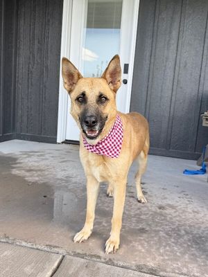 Joy the Bestest Boy thumbnail 10