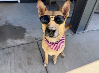 Joy the Bestest Boy thumbnail 2