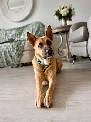 Joy the Bestest Boy thumbnail 1