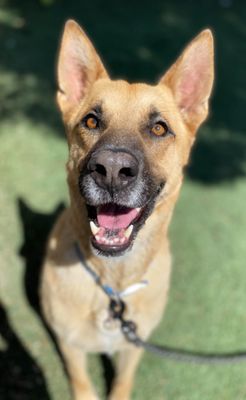 Joy the Bestest Boy thumbnail 11