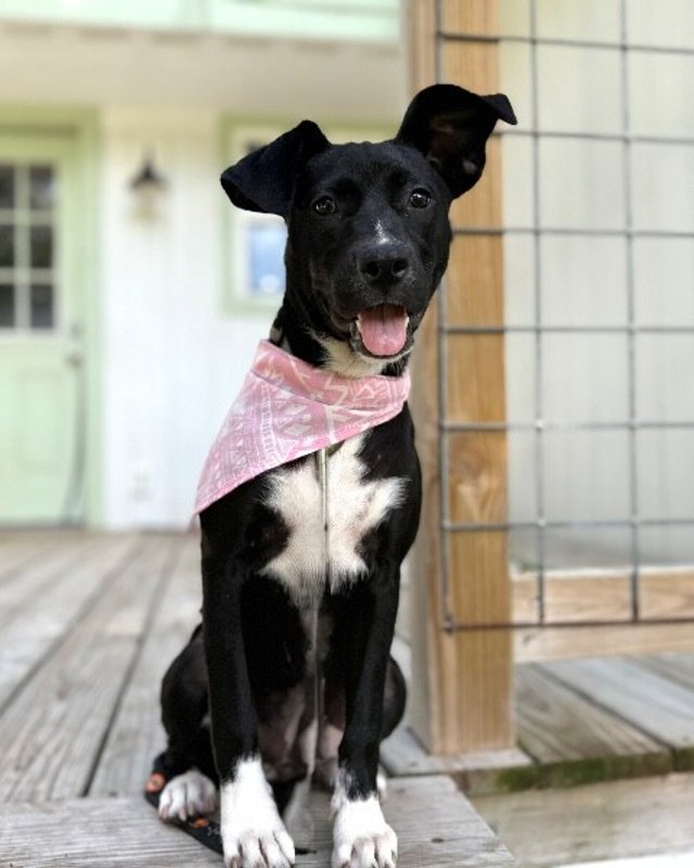 Lexi Pocket Sized Princess - Photo 1