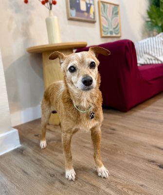 Frankie Lou Gentle Snuggly Soul thumbnail 18