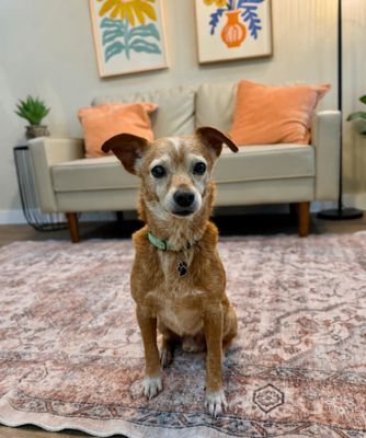 Frankie Lou Gentle Snuggly Soul thumbnail 13