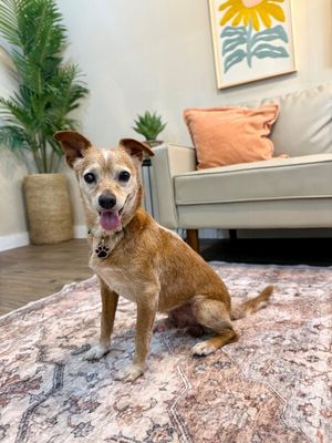 Frankie Lou Gentle Snuggly Soul thumbnail 9