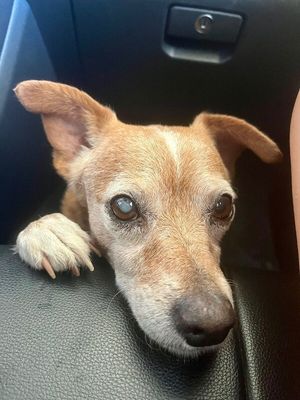 Frankie Lou Gentle Snuggly Soul thumbnail 20