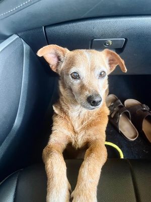 Frankie Lou Gentle Snuggly Soul thumbnail 17