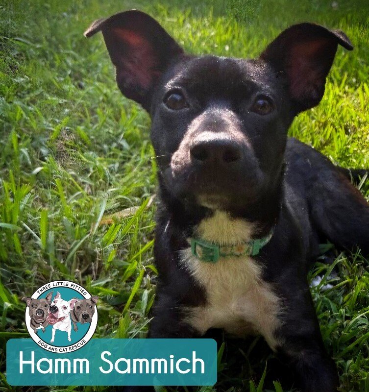 Hamm Sammich - Photo 1