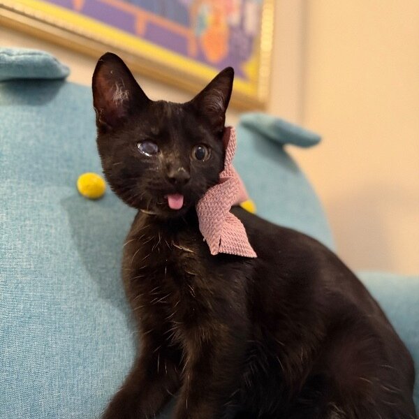 Toby Gashi, a Domestic Short Hair cat