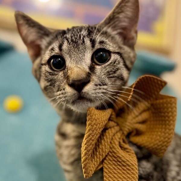 Apollo Gashi, a Domestic Short Hair cat