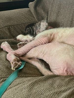 Bandit Sweet Bear thumbnail 10