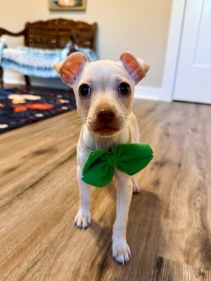 Rhett Williams a very good boy thumbnail 9