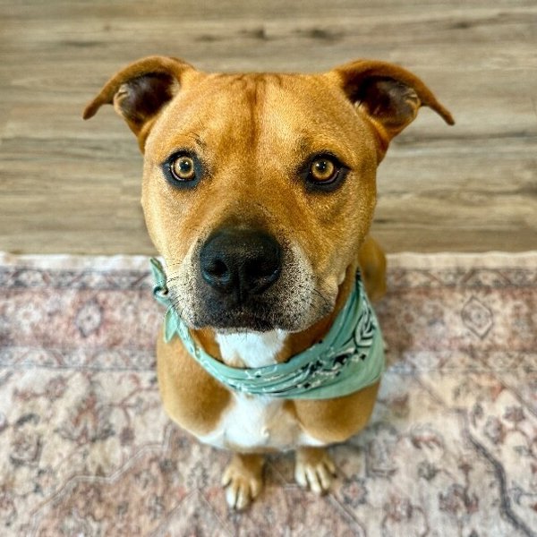 Simba Snicker Smooches, a American Staffordshire Terrier dog