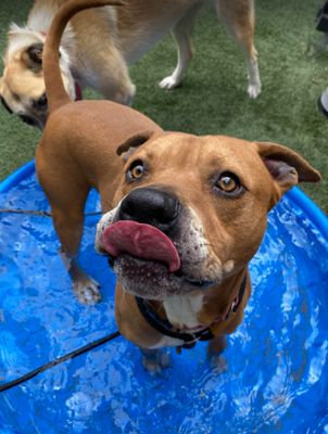Simba Snicker Smooches thumbnail 11