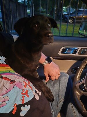bjorn the adorn cuddly lab thumbnail 14