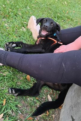 bjorn the adorn cuddly lab thumbnail 3