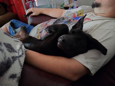 bjorn the adorn cuddly lab thumbnail 8