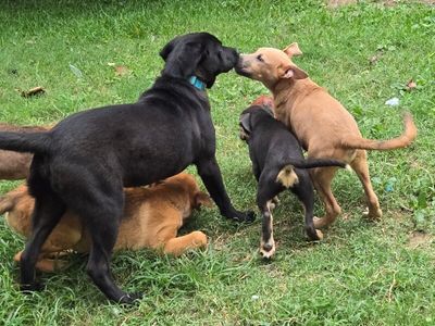 bjorn the adorn cuddly lab thumbnail 11