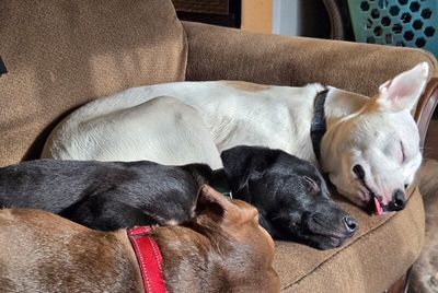 bjorn the adorn cuddly lab thumbnail 7