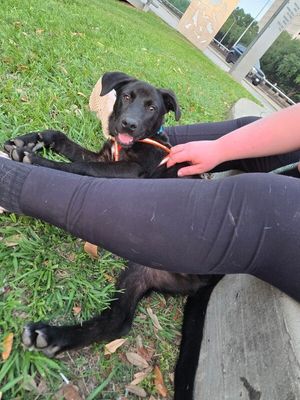 bjorn the adorn cuddly lab thumbnail 18